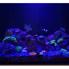 02 Luminárias 90cm Led Uv 395nm Reef Coral Aquário Marinho 127/220v Foto mini  3