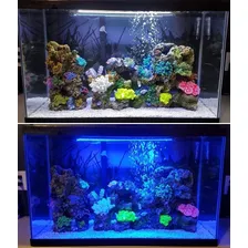 05 Luminárias Led Aquário Plantado 110cm Sem Suporte Luzes Cores 12v Foto mini  3