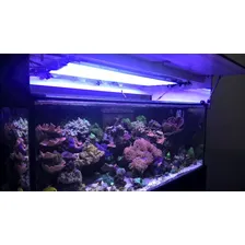 06 Luminárias 50cm Led Cores Aquário Plantado Marinho 75 W 127/220v Foto mini  2