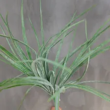 1 BuquĂȘ De Capim Artificial Toque Real 50cm Folhagem Foto mini 3