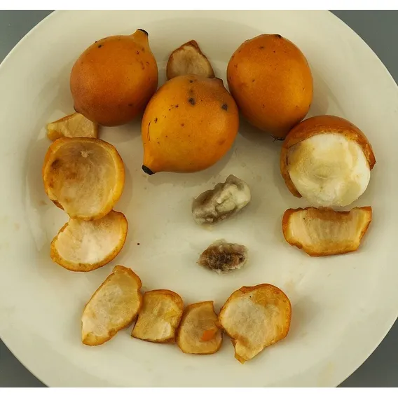 1 Semente Da Deliciosa Fruta Boliviana Achachairu Foto 1