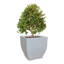 1 Vaso Grande De Planta Frutifera Plastico Polietileno 60x56 Cor Cinza Claro Foto mini  2