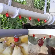 10 Bebedouro Automático Aves Galinha Frango Codorna Niple Cor Vermelho Foto mini  2