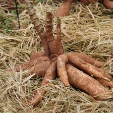 10 Mudas Ramas Manivas De Mandioca Amarela Sem Fiapos Foto mini  3