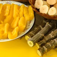 10 Mudas Ramas Manivas De Mandioca Amarela Sem Fiapos Foto mini 4