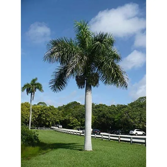 10 novas sementes de palmeira Living Roystonea Regia Real Foto 1
