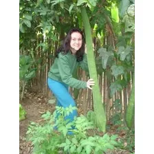 10 Sementes De Bucha Vegetal Gigante P/ Mudas Foto mini 4