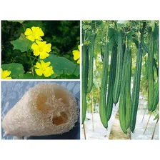 10 Sementes De Bucha Vegetal Gigante P/ Mudas Foto mini 1