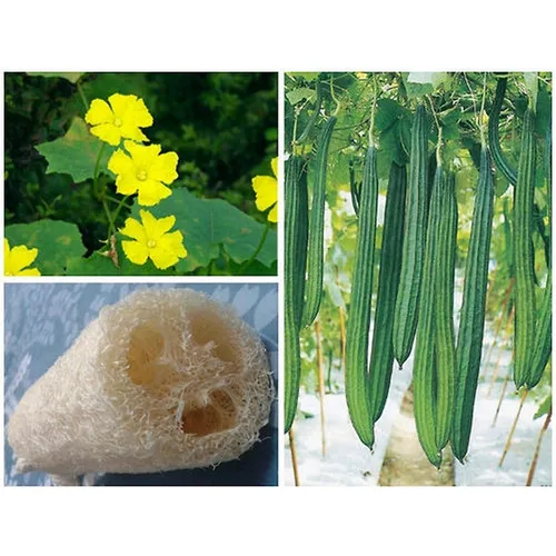 10 Sementes De Bucha Vegetal Gigante P/ Mudas Foto 1