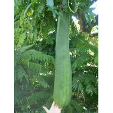 10 Sementes De Bucha Vegetal Gigante P/ Mudas Foto mini 3