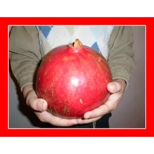 10 Sementes De Romã Gigante Pomegranate Punica Fruta Foto mini 3