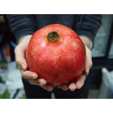 10 Sementes De Romã Gigante Pomegranate Punica Fruta Foto mini 4
