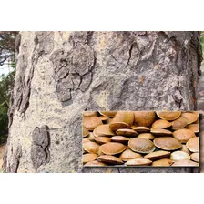 10 Sementes De Sucupira Selecionadas Foto mini 3