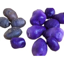 100 Sementes Batata Doce Azul Rara Manual De Cultivo Foto mini 4