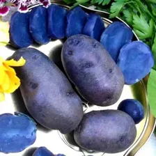 100 Sementes Batata Doce Azul Rara Manual De Cultivo Foto mini  2