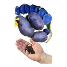 100 Sementes Batata Doce Azul Rara Manual De Cultivo Foto  mini 1