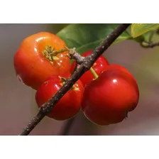 100 Sementes De Acerola Gigante Cereja Fruta E Bonsai Foto mini 4