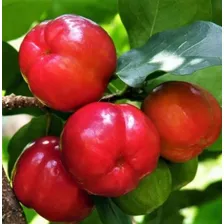 100 Sementes De Acerola Gigante Cereja Fruta E Bonsai Foto mini 3