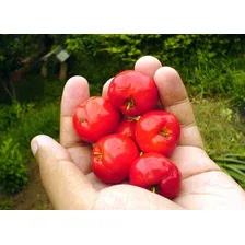 100 Sementes De Acerola Gigante Cereja Fruta E Bonsai Foto mini 2