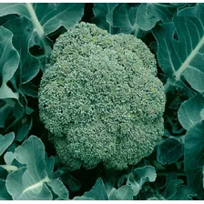 100 Sementes De Br贸colis De Cabe莽a + Foto mini 2