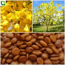 100 Sementes De Cassia Imperial Acácia Amarela Foto mini 1