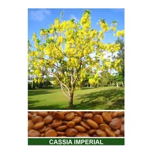 100 Sementes De Cassia Imperial Acácia Amarela Foto mini 2
