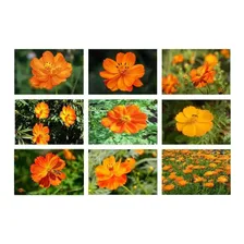 100 Sementes De Cosmea Cor Laranja Foto mini  2