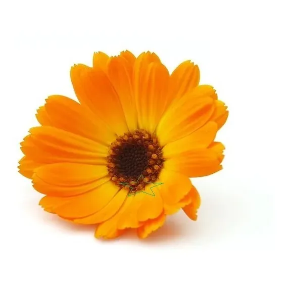 100 Sementes De Cosmea Cor Laranja Foto 1