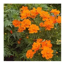 100 Sementes De Cosmea Cor Laranja Foto mini  3