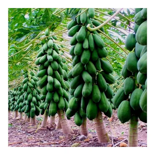 100 Sementes De Mamão Papaia Gigante Foto 1
