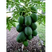 100 Sementes De Mamão Papaia Gigante Foto mini 4