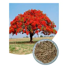 100 Sementes Flamboyant Vermelho Acompanhamento De Foto mini 1
