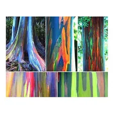 100 Sementes Frescas Eucalipto Arco Iris Eucaliptus Deglupta Foto  mini 1