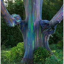 100 Sementes Frescas Eucalipto Arco Iris Eucaliptus Deglupta Foto mini 4