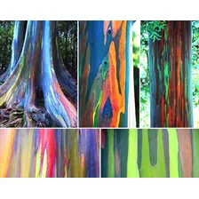 100 Sementes Frescas Eucalipto Arco Iris Eucaliptus Deglupta Foto mini  2