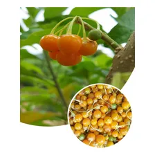100 Sementes Fruto Do SabiƔ Marianeira Atrai PƔssaros Foto mini 1