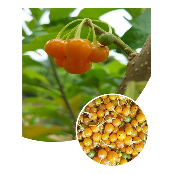 100 Sementes Fruto Do SabiƔ Marianeira Atrai PƔssaros Foto 1
