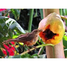 100 Sementes Mamão Caipira + Foto mini 4