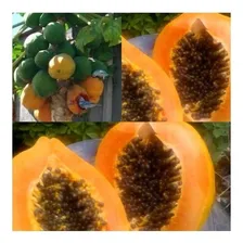 100 Sementes Mamão Caipira + Foto mini 2
