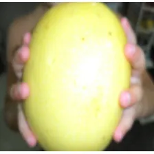 100 Sementes Maracujá Gigante Azedo + Foto mini 2