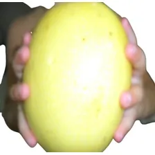 100 Sementes Maracujá Gigante Azedo + Foto mini 1