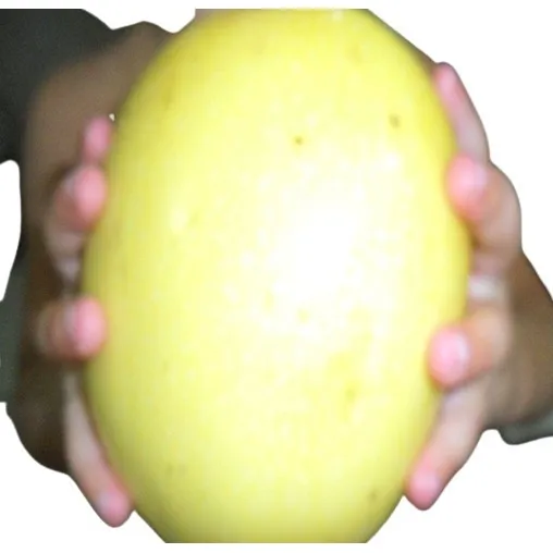 100 Sementes Maracujá Gigante Azedo + Foto 1