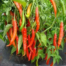 100 Sementes Pimenta Dedo De Moça + Brnde Foto mini 4