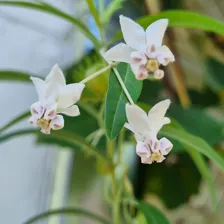 100 Sementes Planta Balão - Saco De Velho - Asclepias Flor Foto mini 3