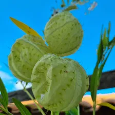 100 Sementes Planta Balão - Saco De Velho - Asclepias Flor Foto mini 1