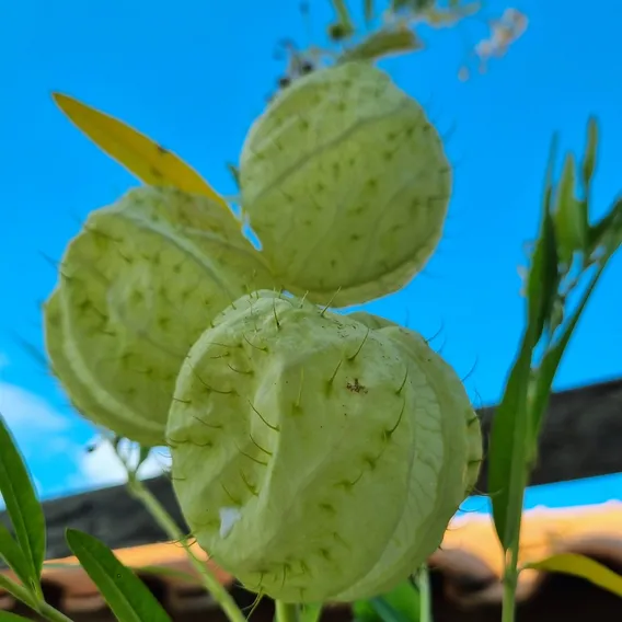 100 Sementes Planta Balão - Saco De Velho - Asclepias Flor Foto 1