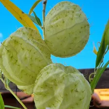 100 Sementes Planta Balão - Saco De Velho - Asclepias Flor Foto mini 2