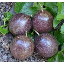 1.000 Semente Maracujá Rubi Gigante Hibrido Foto mini 4