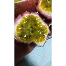 1.000 Semente Maracujá Rubi Gigante Hibrido Foto mini 2