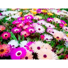 1000 Sementes Da Belíssima Flor Ficóide Tapete Mágico + Foto mini 2